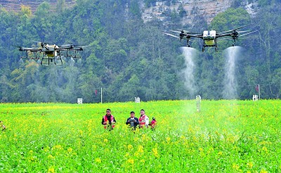 在贵州省凤冈县，植保无人机正在田间地头作业