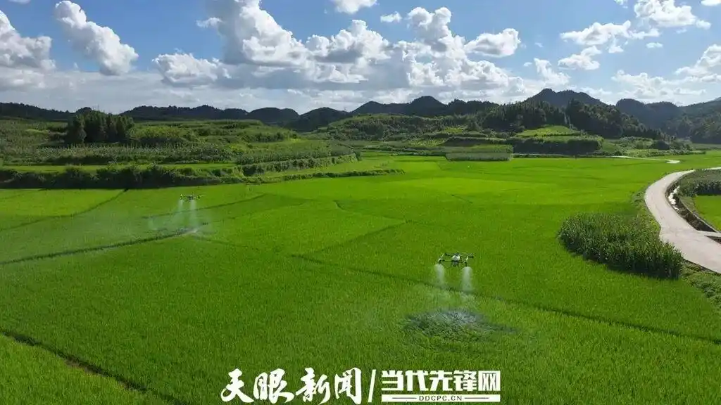 无人机在稻田内喷洒农药。